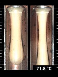 Figure 1: View of a typical measurement: in this case, mozzarella samples at the softening point. The horizontal line indicates 19 mm distance.