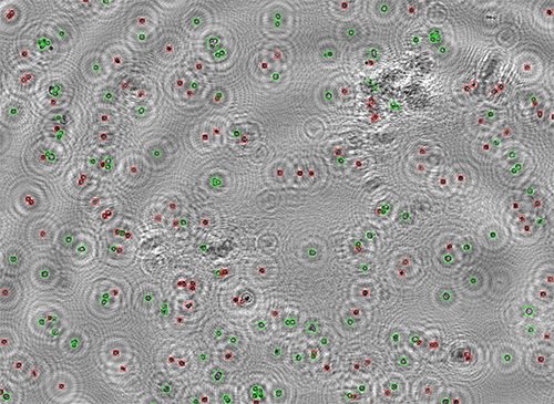 Figure 2. A DHM picture obtained from a HeLa cell suspension measured with the new CytoDirect cell counter. Viable and dead cells are clearly differentiated and respectively labeled (red: dead, green: viable) by the machine learning algorithm.