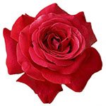 What is the color of this rose?
