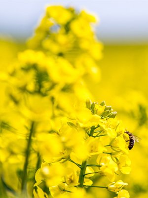 Differential Weighing Pesticide