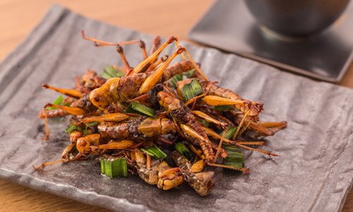 昆虫性肉类替代品