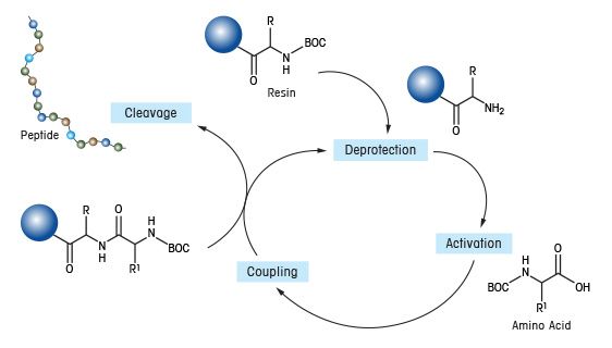 Parallelsynthese in der Festphase
