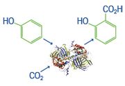 liases