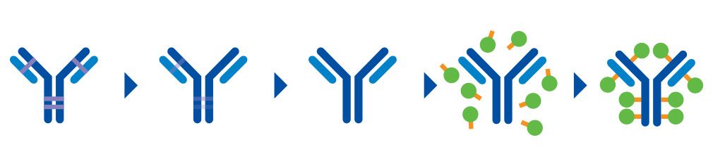Bioconjugation in Downstream Processing