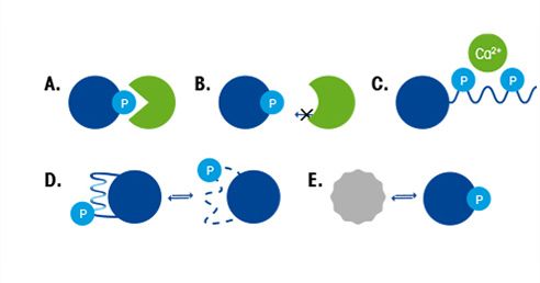 Why Is Biocatalysis Important?