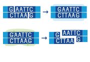 ligases