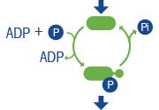 transferases